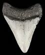 Megalodon Tooth - North Carolina #59164-2